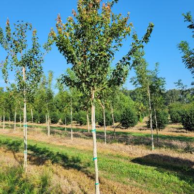 Acer truncatum 