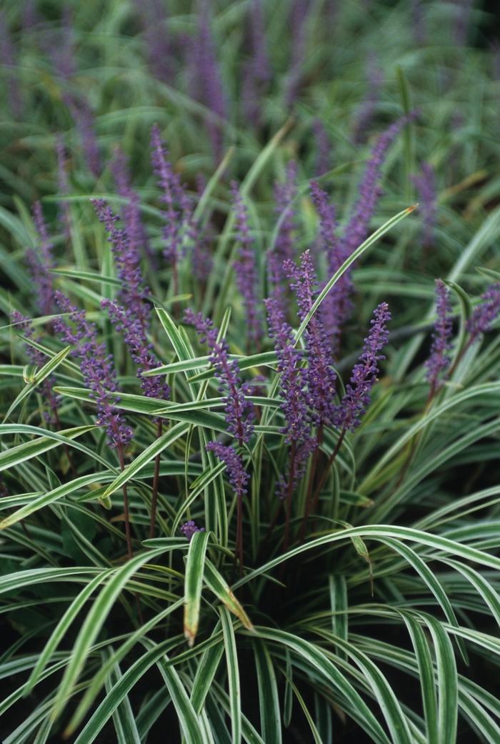 Liriope muscari Variegata