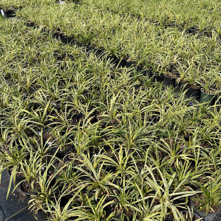 Liriope muscari 'Variegata' - Variegated Liriope from Jericho Farms