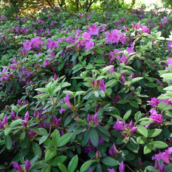 Rhododendron Encore® Autumn Royalty®