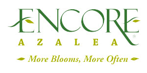 Encore® Azalea