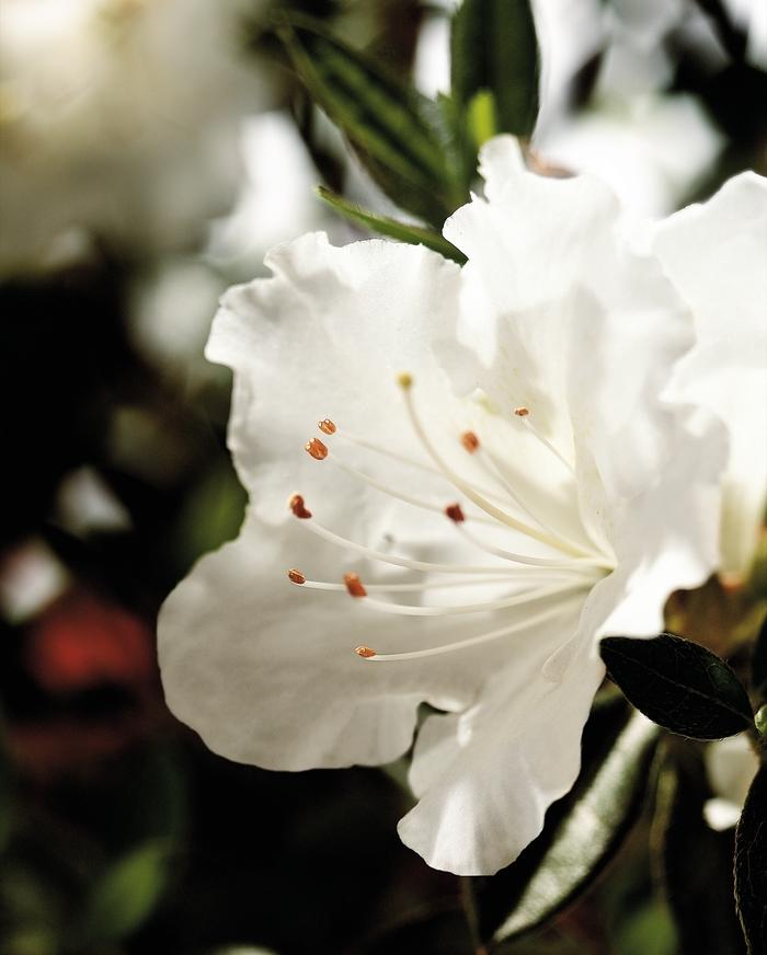 Rhododendron Encore® Autumn Angel®