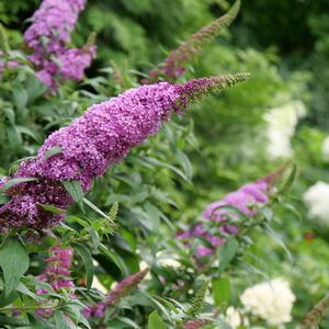 Buddleia Pugster Pinker® 