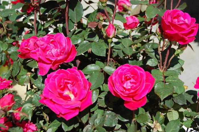 Rosa Knock Out® Pink Double