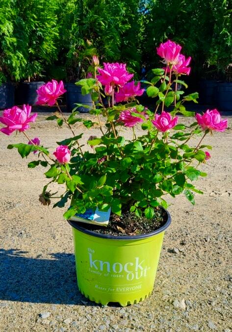 Rosa Knock Out® 'Pink Double' - Shrub Rose from Jericho Farms