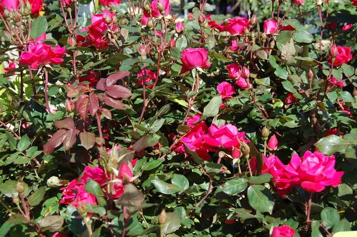 Rosa Knock Out® Pink Double