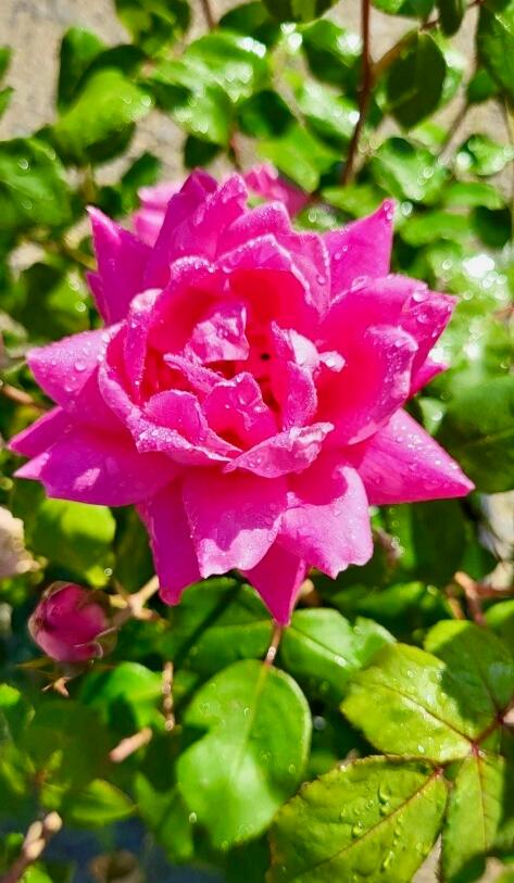 Rosa Knock Out® 'Pink Double' - Shrub Rose from Jericho Farms