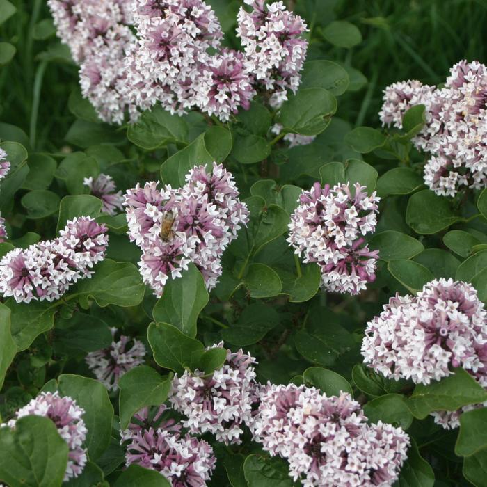 Syringa Baby Kim® 