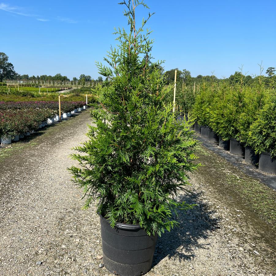 Thuja 'Green Giant' - Giant Arborvitae from Jericho Farms