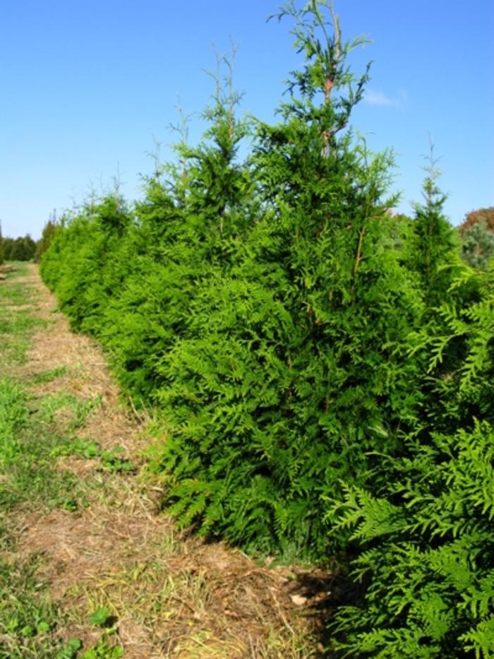 Thuja Green Giant