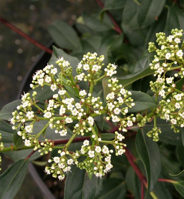 Viburnum Moonlit Lace®