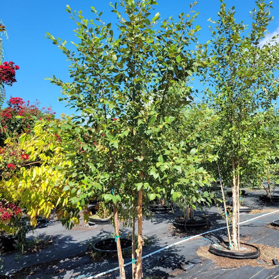 Betula nigra 'Dura Heat®' - Birch from Jericho Farms