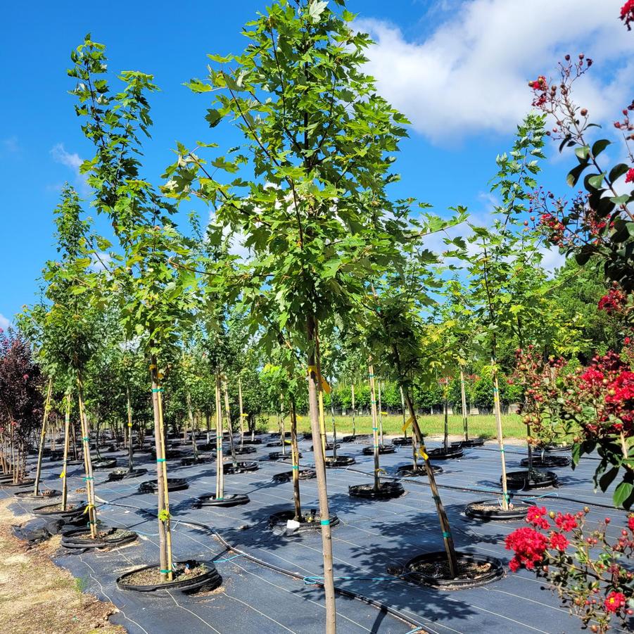 Acer x freemanii 'Autumn Blaze®' - Freeman Maple from Jericho Farms