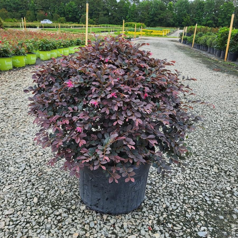 Loropetalum chinense var. rubrum 'Daruma' - Chinese Fringeflower from Jericho Farms