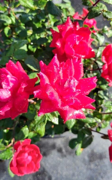 Rosa Knock Out® 'Red Double' - Shrub Rose from Jericho Farms