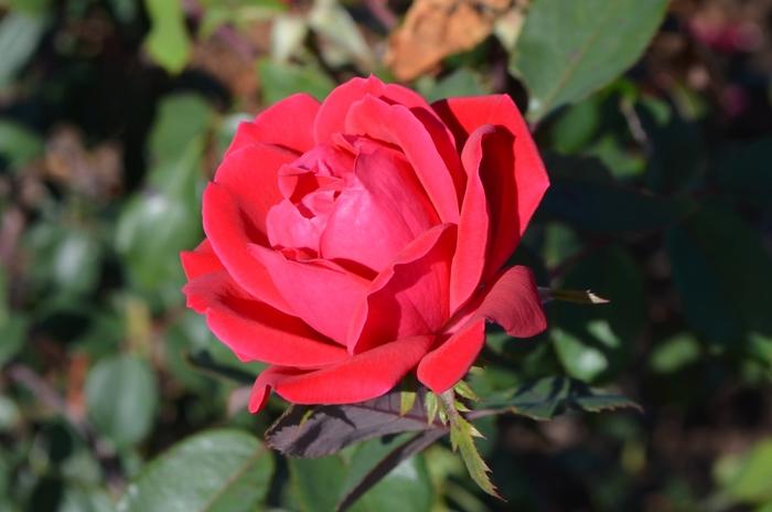 Rosa Knock Out® Red Double