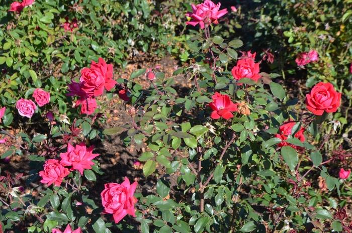 Rosa Knock Out® Red Double