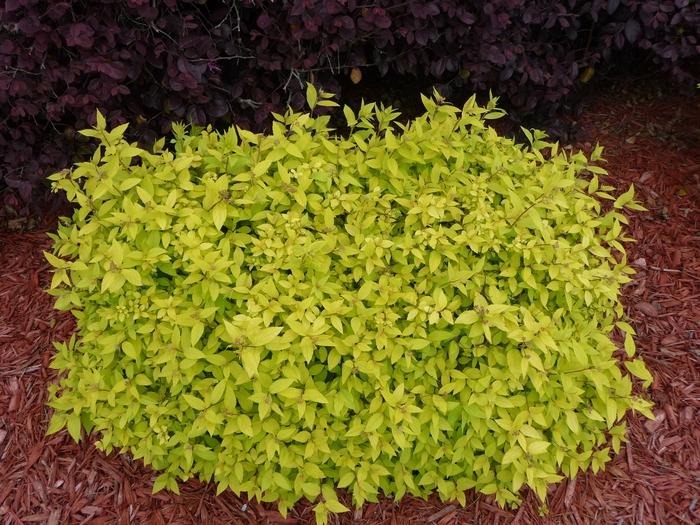 Spiraea japonica Goldmound