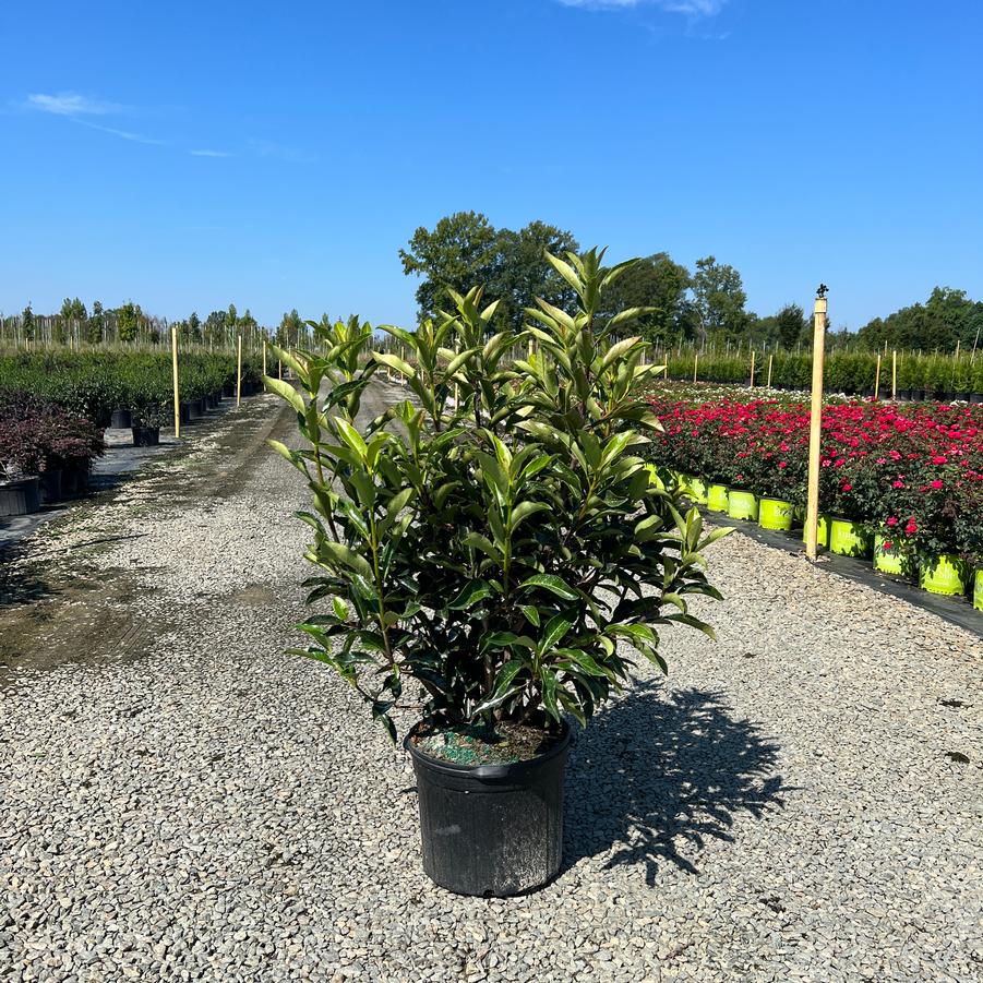 Viburnum odoratissimum var. awabuki - Sweet Viburnum from Jericho Farms