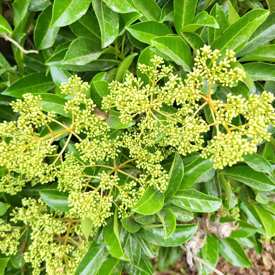 Viburnum odoratissimum var. awabuki - Sweet Viburnum from Jericho Farms