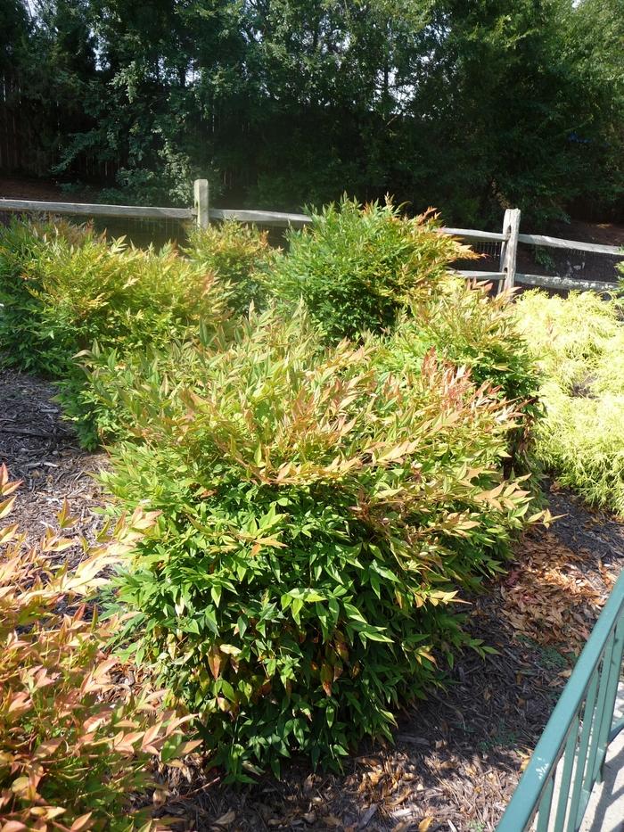 Nandina domestica Gulf Stream