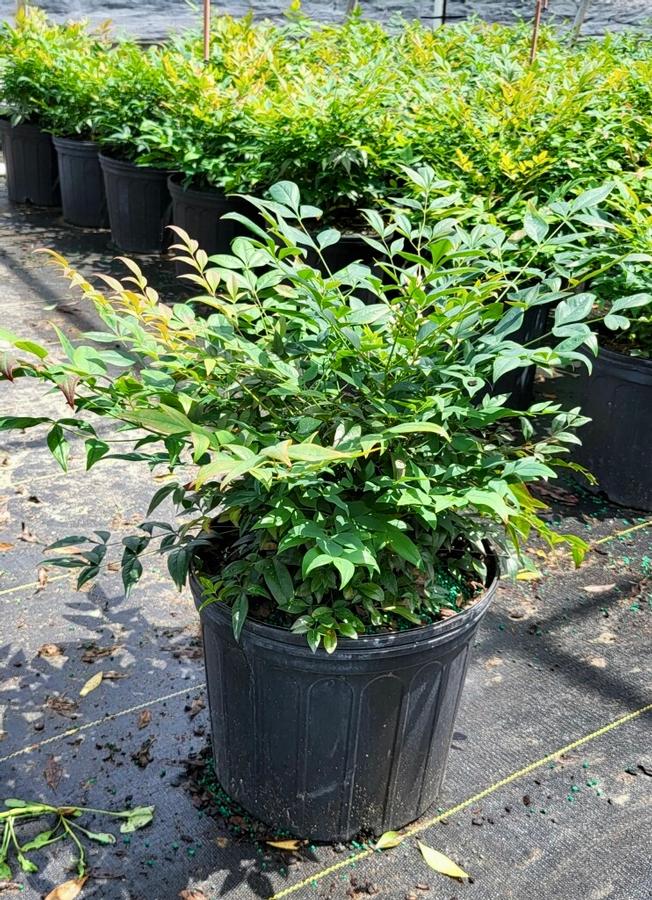 Nandina domestica 'Gulf Stream' - Heavenly Bamboo from Jericho Farms