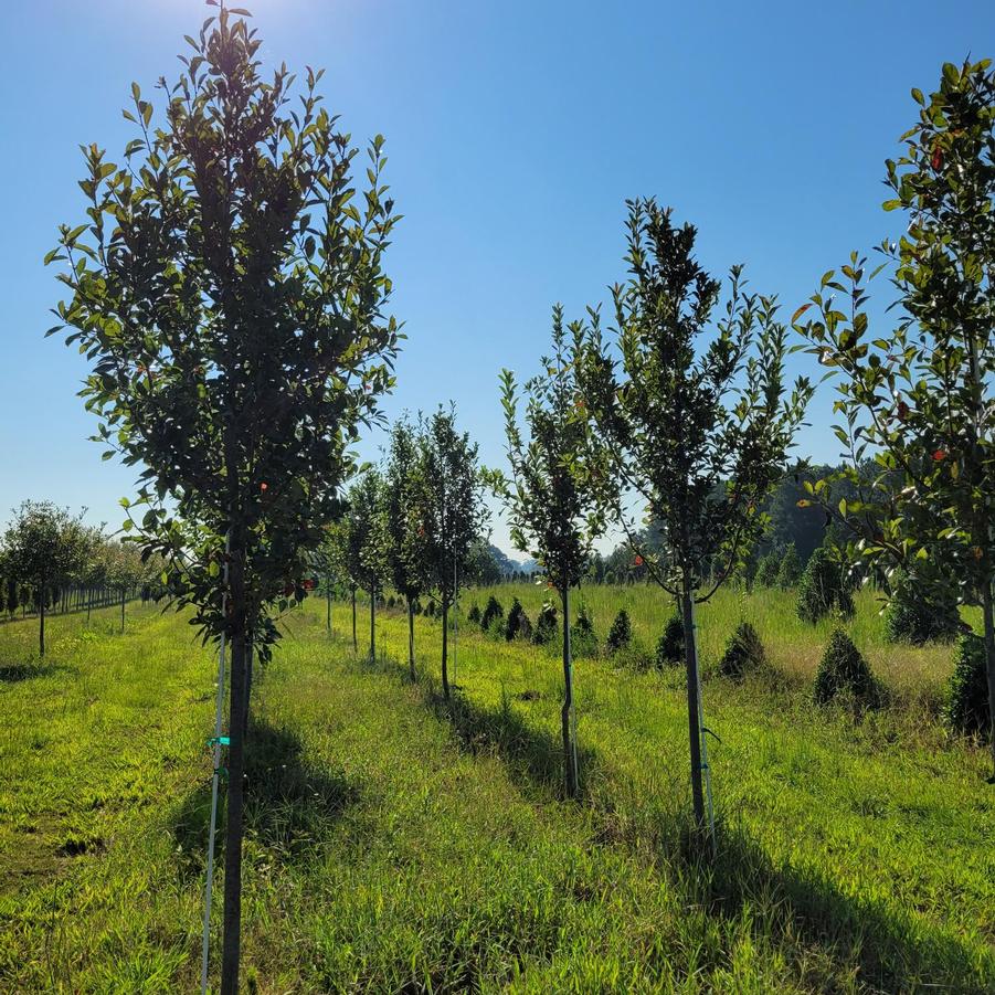 Nyssa sylvatica 'Green Gable™' - Black Gum from Jericho Farms