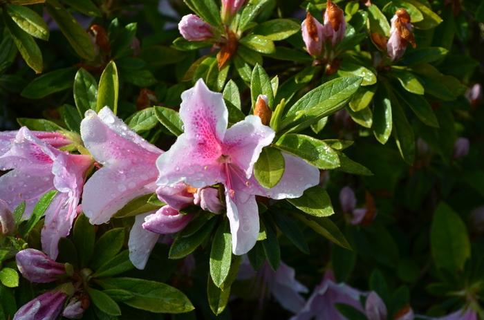 Rhododendron Southern Indica hybrid George Taber