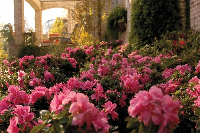 Rhododendron Encore® Autumn Empress™