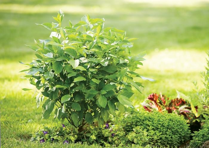 Cornus stolonifera Arctic Fire® Red