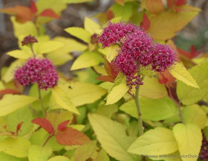 Spiraea japonica Double Play® Candy Corn®