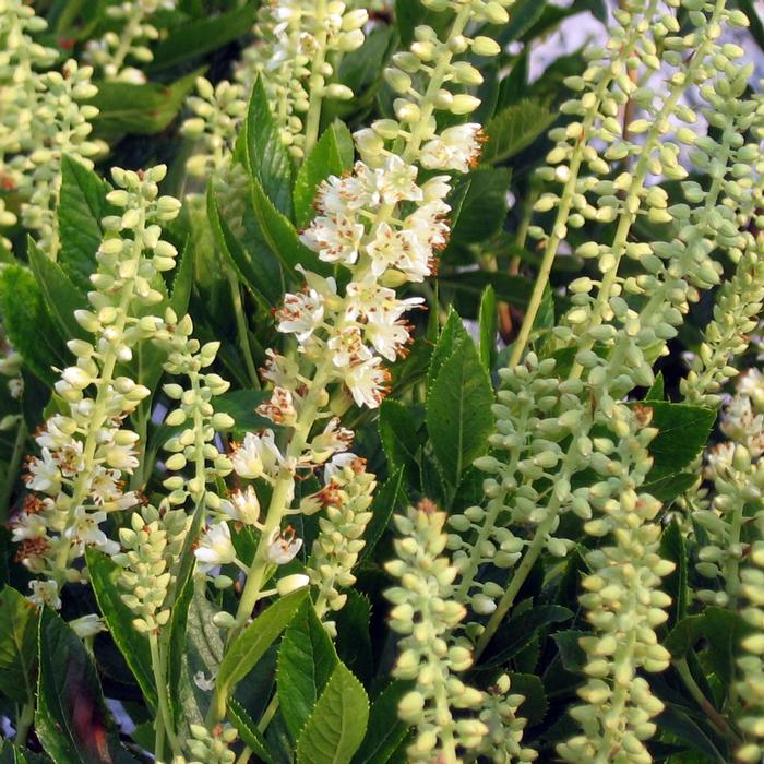 Clethra alnifolia Sixteen Candles