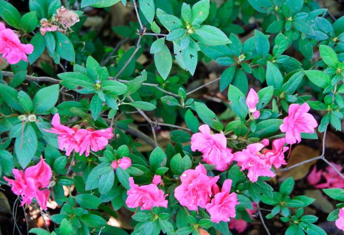 Rhododendron Encore® Autumn Rouge®