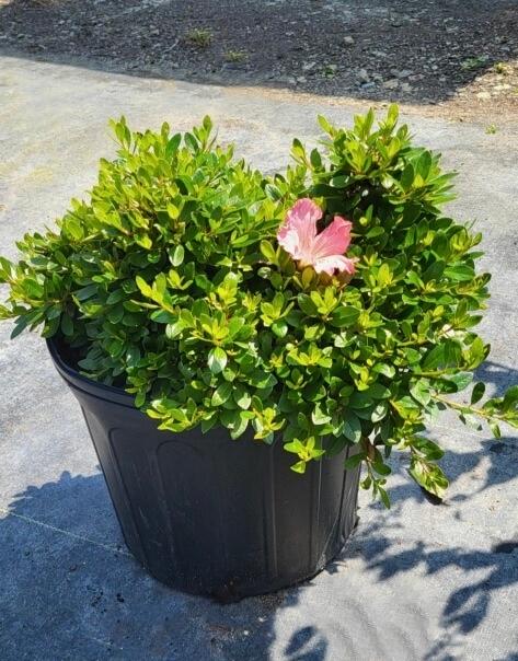 Rhododendron Satsuki hybrid 'Gumpo Pink' - Azalea from Jericho Farms