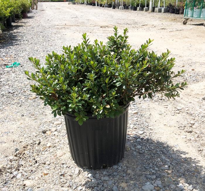 Rhododendron Satsuki hybrid Gumpo Pink