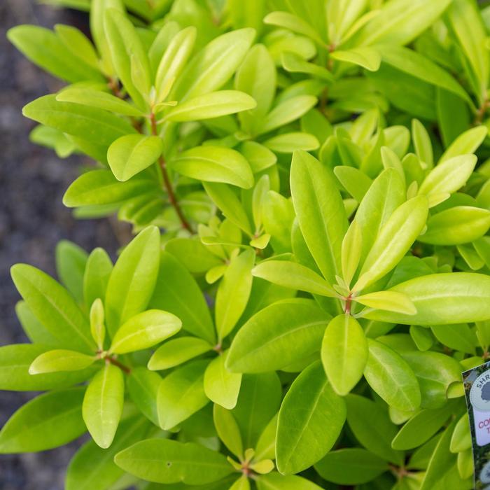 Illicium parviflorum Florida Sunshine