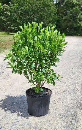 Clethra alnifolia 'Ruby Spice' - Summersweet from Jericho Farms