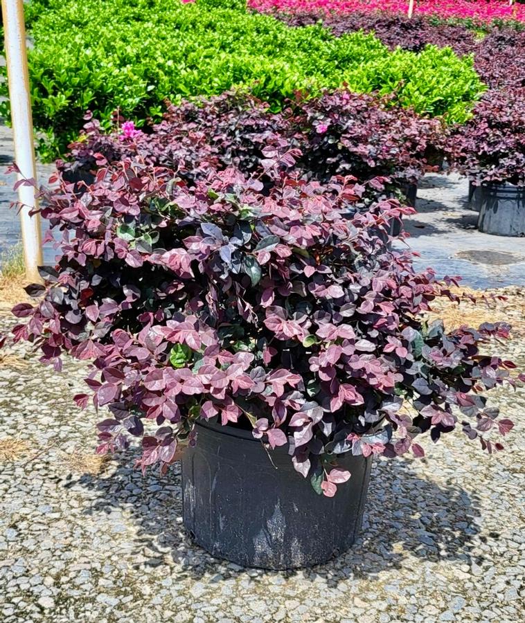 Loropetalum chinense 'Ruby' - Chinese Fringe Flower from Jericho Farms