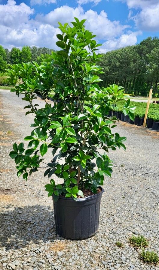 Osmanthus x fortunei Carl Wheeler