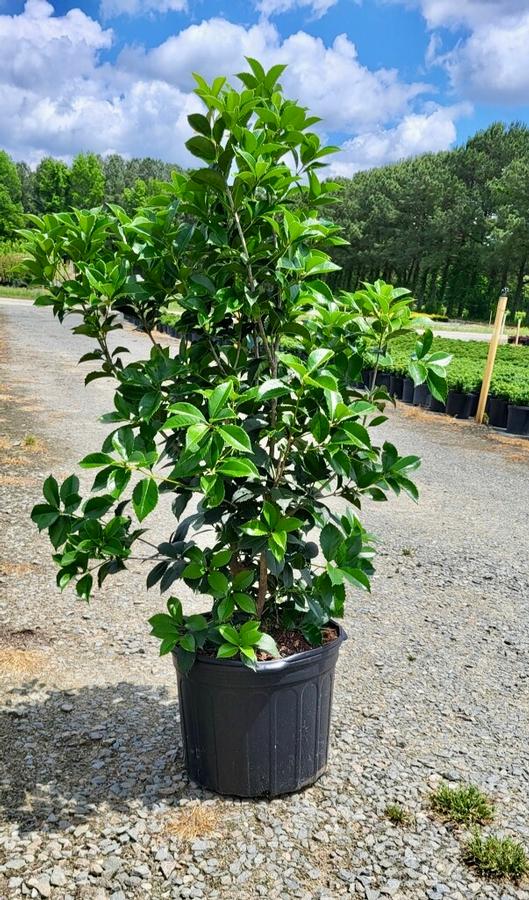 Osmanthus x fortunei 'Carl Wheeler' - Tea Olive from Jericho Farms