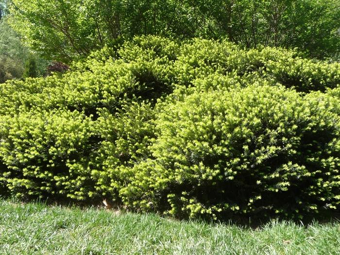 Cephalotaxus harringtonia Prostrata