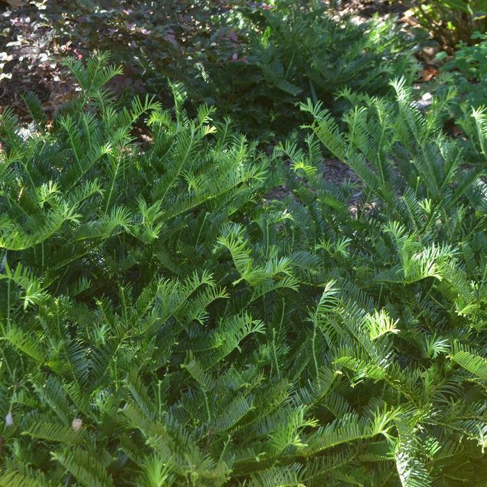 Cephalotaxus harringtonia Prostrata