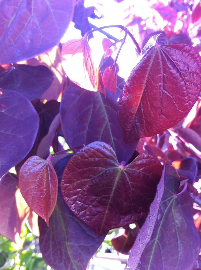 Cercis canadensis Forest Pansy