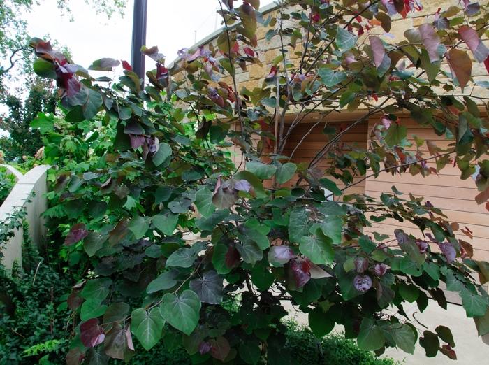 Cercis canadensis Merlot