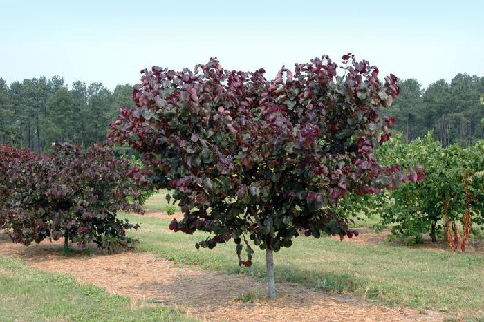 Cercis canadensis Merlot