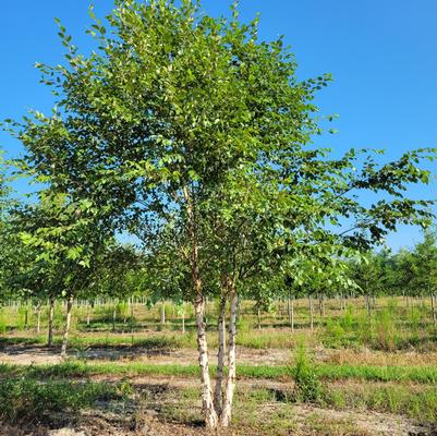 Betula nigra Dura Heat®