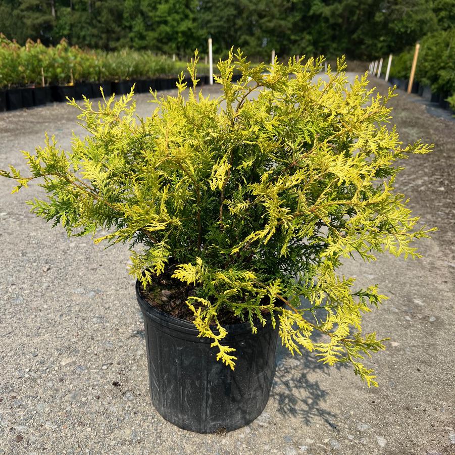 Chamaecyparis pisifera 'Vintage Gold' - Falsecypress from Jericho Farms