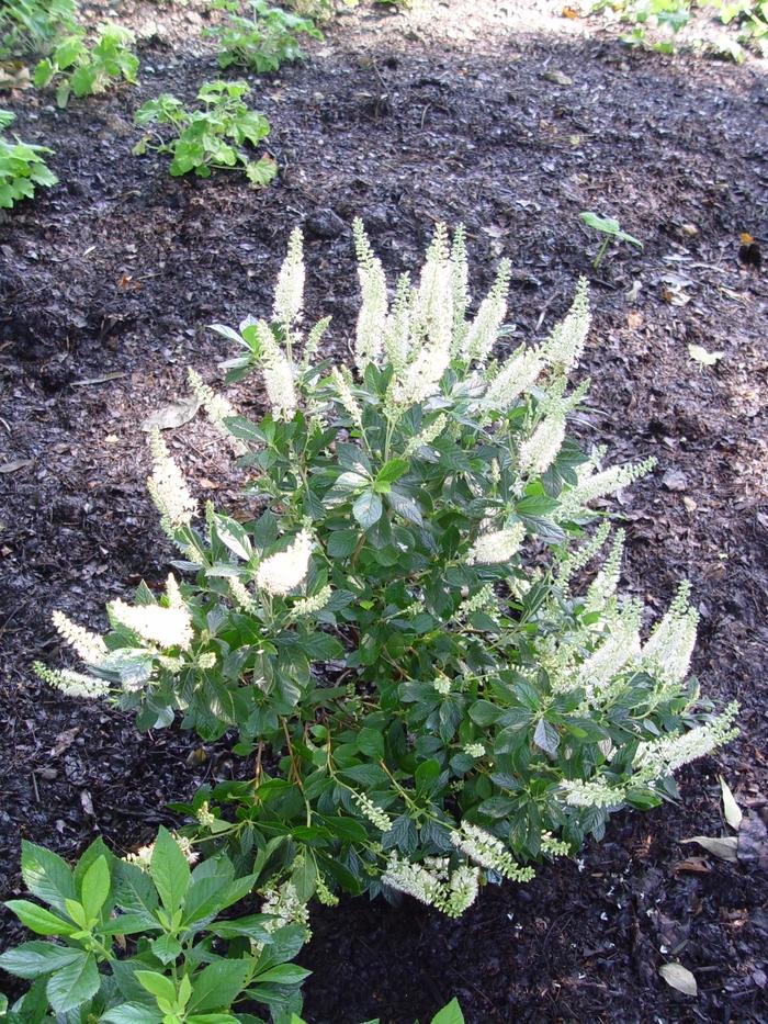 Clethra alnifolia Hummingbird