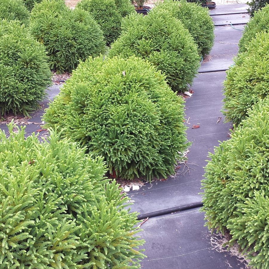 Cryptomeria japonica 'Globosa Nana' - Dwarf Globe Japanese Cedar from Jericho Farms