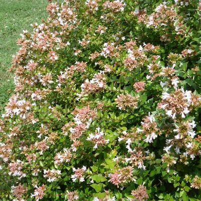 Abelia x chinensis Rose Creek